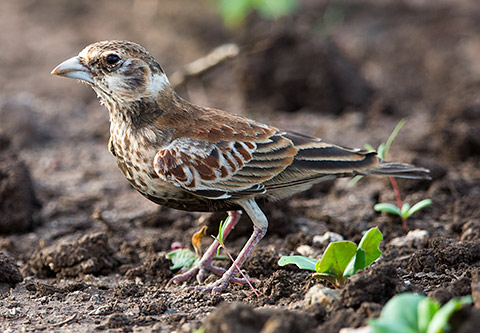 Chestnut-backed Sparrowlark female